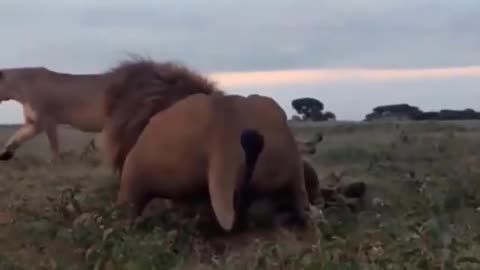 Buffalo's Daring Counterattack: The Ultimate Survival Against a Lion's Wrath 🦁🐃