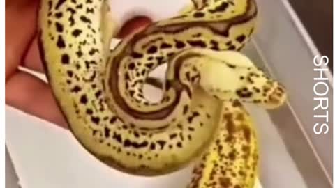 WATCH : Python Looks Like A Banana 😲🐍….