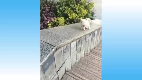 Top Funny Cat Videos Of The Week