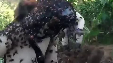 giant asian wasps