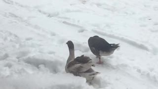 Geese flying in soft snow. Bert and Wheezy followed