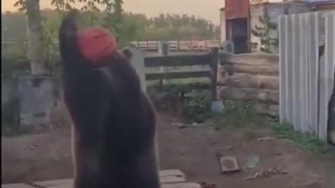 This bear loves to play basketball with her