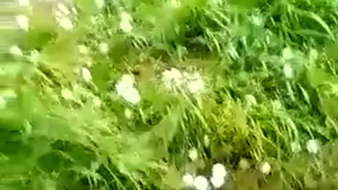 Hail storm in the fields near the city of Vichadero, Uruguay.