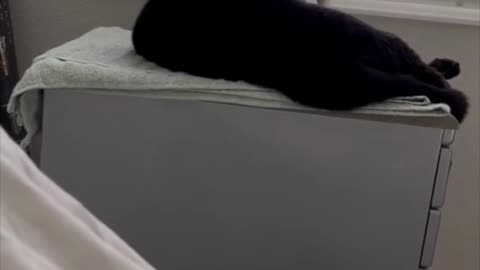 Adopting a Cat from a Shelter Vlog - Precious Piper Falls Asleep While Ironing #shorts