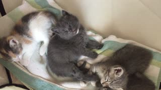 Adorable Kitten Falls Asleep Sitting Upright