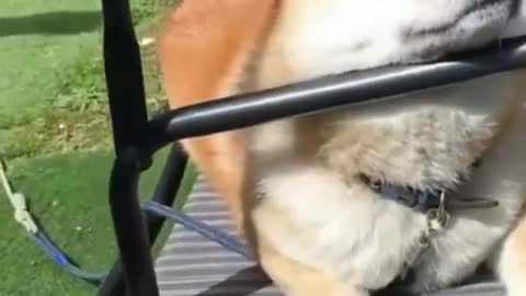 This dog will really enjoy it! Sleep in a rocking chair.