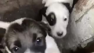 puppies, puppy, dog