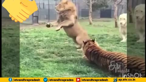 Lion Gets Into a Fight With Tiger into zoo | Viral Video