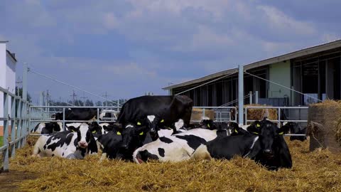 Beautiful cash cows on the farm eat, cows in the fresh air