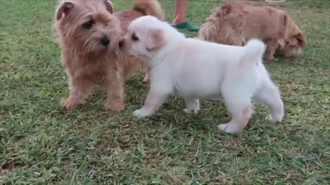 Cachorritos labradores de un mes Lindos 🥰