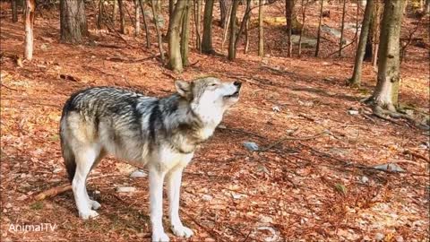 WATCH: RARE Wolf pack howling compilation