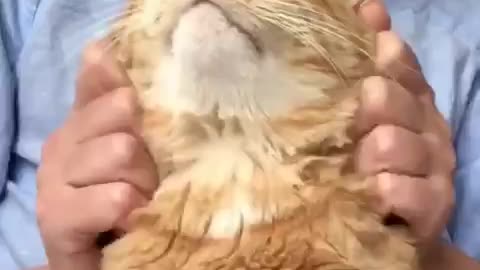 Massage for Kitty