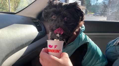 Elliott LesterPoo the Dog, enjoys a Pup Cup from Dunkin Donuts