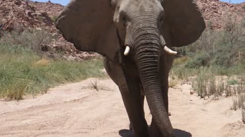 Bull desert elephant walks wild towards the camera at Hoanib Riverbed in Namibia