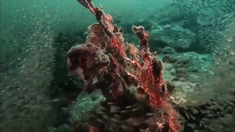 Ocean Life The Amazing Underwater documentary Nature