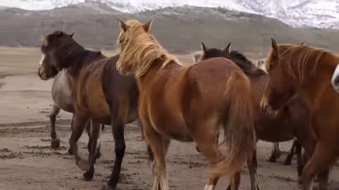 Beautiful Horse Videos Compilation