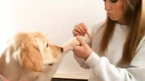 Funny dogs video