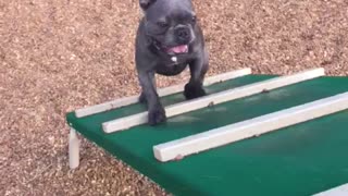 French Bulldog conquers obstacle course for treats