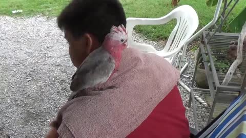 Visiting a baby Rose-breasted/Galah cockatoo to socialize