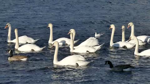 Swans ducks water )