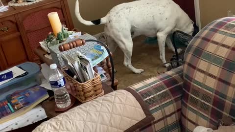 Pointer Mix Does Not Like the Mail Man