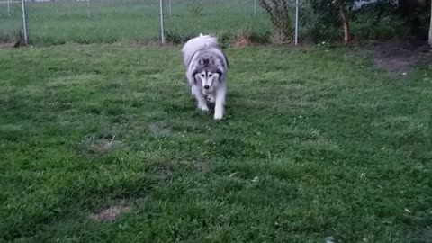 Awesome Husky Playtime