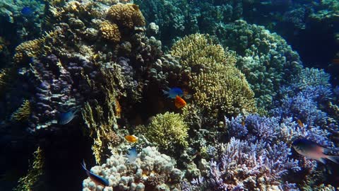 Tropical fish swimming over coral reefs in transparent sea underwater shooting