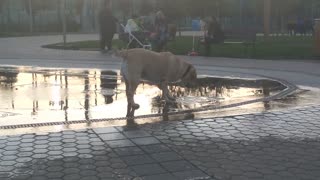 Dog Playing with Water Fountain in Bulgaria