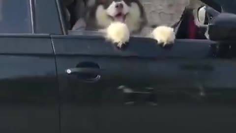 Dog in Car ..... cute Dogs