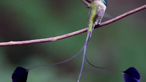 The Nature is Simply Amazing birds