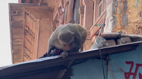 Crowd Confronts Monkey Thieves