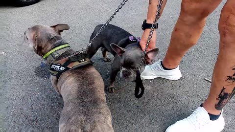 Sirius Q Meets Blue The Frenchy