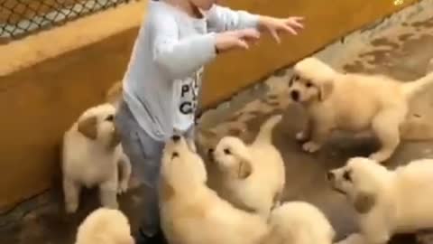 Wow cute baby playing with puppy's