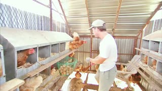Guy Collects Eggs In Funny Chicken farm