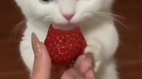 Cute cat funny video for cat
