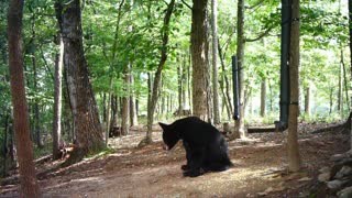 The Woods - 08/05/2021 Bear