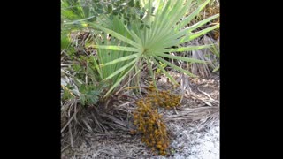 Saw Palmetto ( Serenoa repens​ ) serve para tumor benigno da próstata