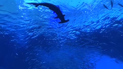 Take Your Boyfriend To Watch Fish Under The Aquarium