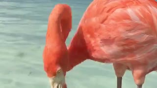 Close encounters of the Flamingo kind