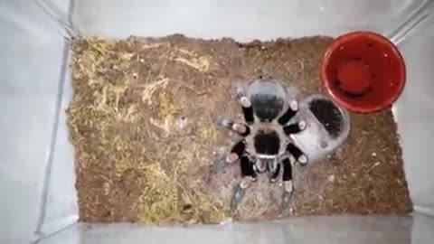 Feeding Brachypelma Hamorii with Cockroach