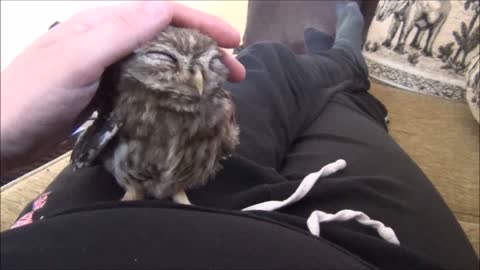 Tiny sleeping owl is just too cute for words!