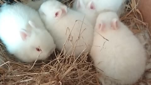 Bunnies playing in the box