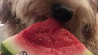 Tan curly dog eats watermelon