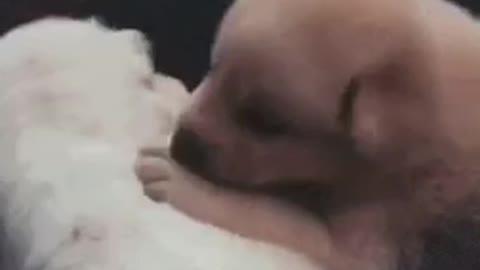 breastfeeding 🤱 puppy
