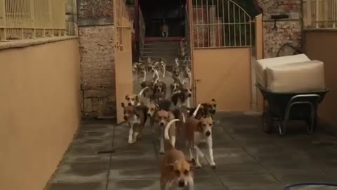 A Tiny Pooch Leads An Epic Stampede Of Hunting Dogs