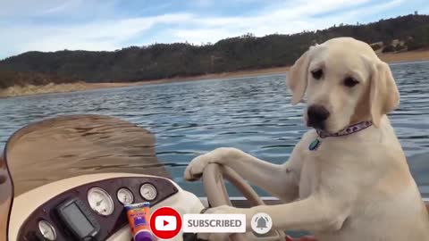 Funny Video of Dog | Dog was steering the boat