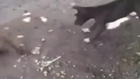 wow very funny dog video ,Monkey Slap the dog