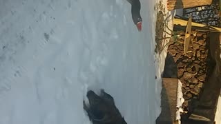 Dog playing in snow gets scared and runs away from goose duck