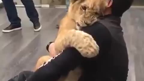 Lion cub hugging his master😍