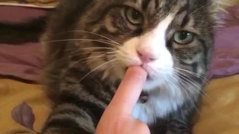 Sweet Kitty Suckles On Finger Before Sleeping